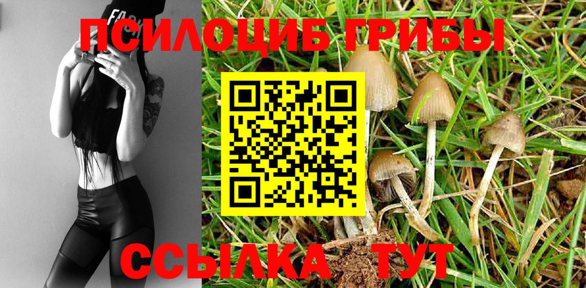 Псилоцибиновые грибы Psilocybe Волхов